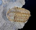 Conocoryphe sulzeri (SCHLOTHEIM, 1823) - Bild © FossNet FossilienStore